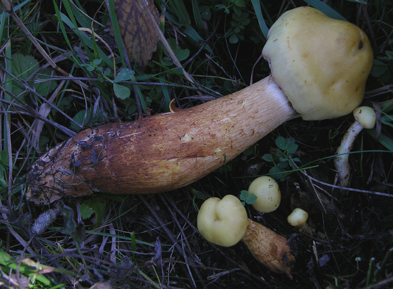 Pholiota da guinnes.......